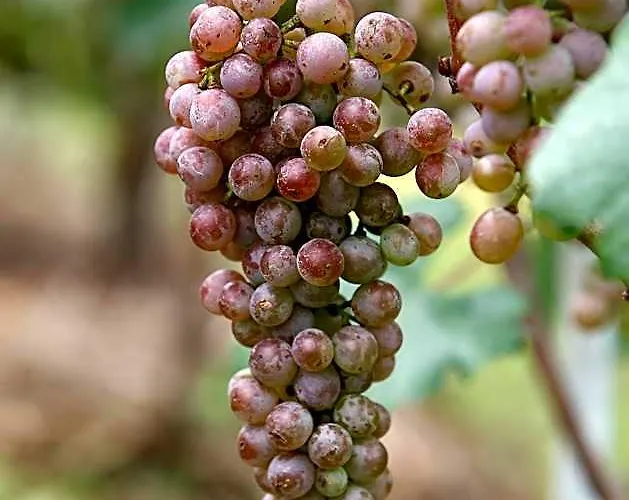 Hotel Pataleban Vineyard 2*