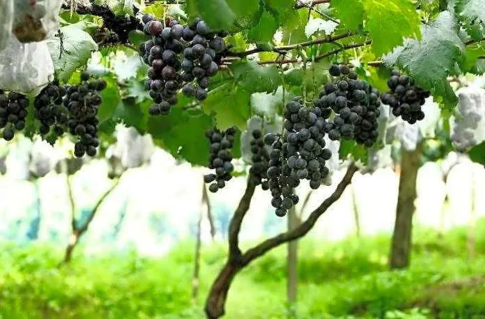 Pataleban Vineyard