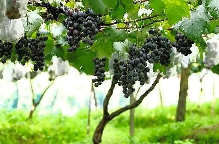 Pataleban Vineyard 2*