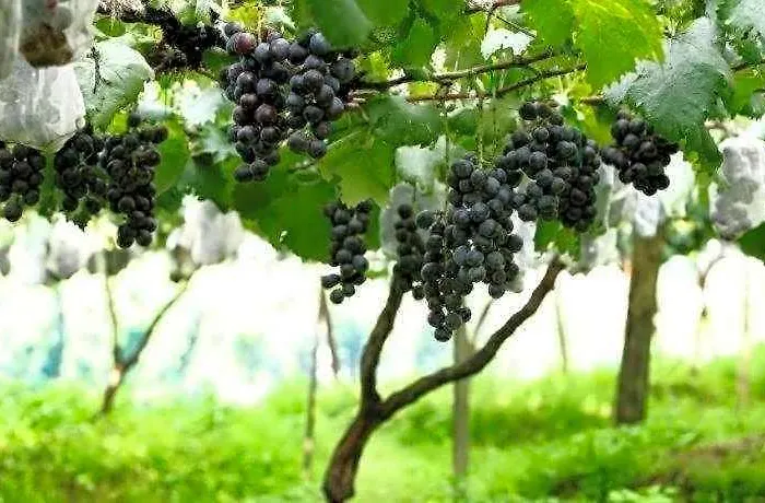 Pataleban Vineyard 2* Katmandou