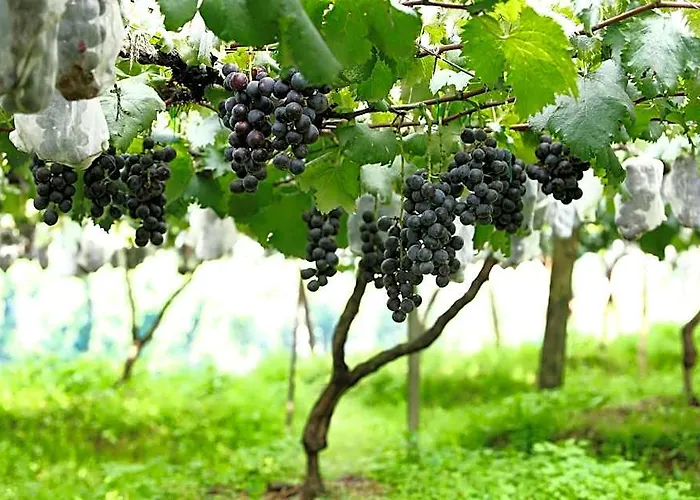 Pataleban Vineyard 2*